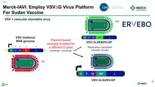 Public
Confidential
25
G
VSV (Indiana)
RNA genome
N P M G L
1 2 3 4 5
3’ 5’
Plasmid based
recovery to select for
a different G gene
Merck-IAVI: Employ VSV∆G Virus Platform
For Sudan Vaccine
VSV = vesicular stomatitis virus
N P M GP L
VSV∆G-ZEBOV-GP
GP
VSV∆G-SUDV-GP
 