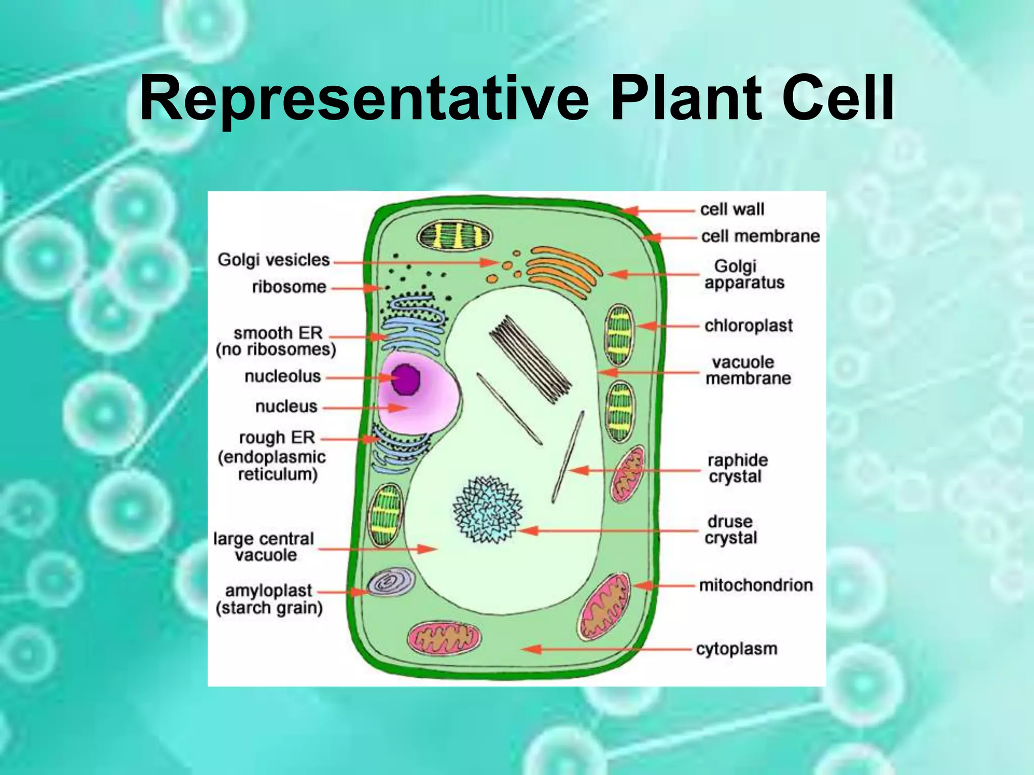 The Cell Structure and its Function (Kayla Tabarina) | PPT