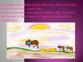 Soon after the chicks hatch they stay with their dad witch is not fare. Looks like...A stick long beak with nostrils either side. Eyes are on the top of their head. An egg like body with a round head.