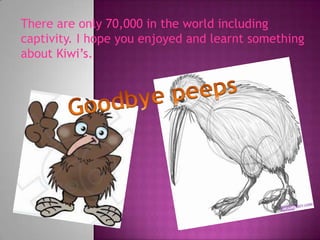 There are only 70,000 in the world including captivity. I hope you enjoyed and learnt something about Kiwi’s.Goodbye peeps