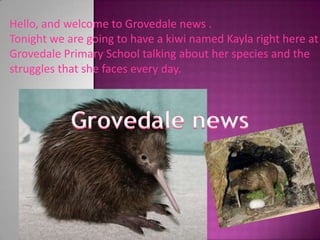 Hello, and welcome to Grovedale news .Tonight we are going to have a kiwi named Kayla right here at  Grovedale Primary School talking about her species and the struggles that she faces every day.Grovedale news