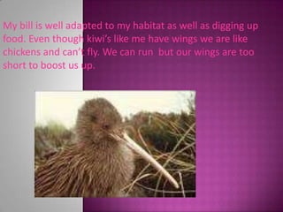 My bill is well adapted to my habitat as well as digging up food. Even though kiwi’s like me have wings we are like chickens and can’t fly. We can run  but our wings are too short to boost us up.