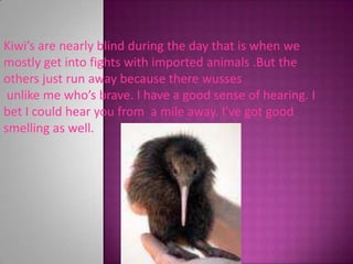 Kiwi’s are nearly blind during the day that is when we mostly get into fights withimported animals .But the others just run away because there wusses unlike me who’s brave. I have a good sense of hearing. I bet I couldhear you from  a mile away. I’ve got good smelling as well.