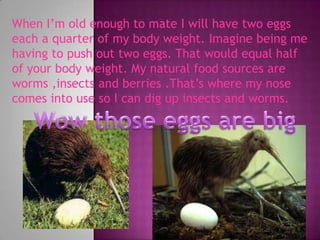 When I’m old enough to mate I will have two eggs each a quarter of my body weight. Imagine being me having to push out two eggs. That would equal half of your body weight. My natural food sources are worms ,insects and berries .That’s where my nose comes into use so I can dig up insects and worms.Wow those eggs are big