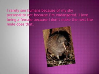 I rarely see humans because of my shy personality not because I’m endangered. I love being a female because I don’t make the nest the male does that.