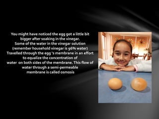 You might have noticed the egg got a little bit
bigger after soaking in the vinegar.
Some of the water in the vinegar solution
(remember household vinegar is 96% water)
Travelled through the egg ‘s membrane in an effort
to equalize the concentration of
water on both sides of the membrane.This flow of
water through a semi-permeable
membrane is called osmosis
 