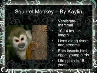[object Object],[object Object],[object Object],[object Object],[object Object],Squirrel Monkey – By Kaylin 