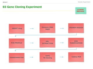 03 Gene Cloning Experiment
Genetic Experiment[BIO★KAY]
ABOUT mug
Genomic DNA
PREP
PRIMER DESIGN
PCR PROFILE
TOPO
TA Cloning
Colony PCR
GEL
EXTRACTION
CLONING
PROTOCOL
PCR
PURIFICATION
TRANSFORMATION
 