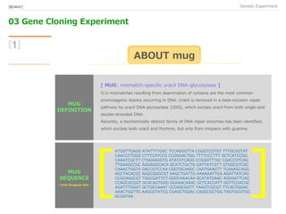 03 Gene Cloning Experiment
Genetic Experiment[BIO★KAY]
[1]
ABOUT mug
MUG Sequence
MUG
SEQUENCE
MUG
DEFINITION
[ MUG: mismatch-specific uracil DNA-glycosylase ]
G:U mismatches resulting from deamination of cytosine are the most common
promutagenic lesions occurring in DNA. Uracil is removed in a base-excision repair
pathway by uracil DNA-glycosylase (UDG), which excises uracil from both single-and
double-stranded DNA.
Recently, a biochemically distinct family of DNA repair enzymes has been identified,
which excises both uracil and thymine, but only from mispairs with guanine.
ATGGTTGAGG ATATTTTGGC TCCAGGGTTA CGGGTCGTGT TTTGCGGTAT
CAACCCTGGG CTTTCATCCG CCGGGACTGG TTTTCCCTTT GCTCATCCGG
CAAATCGCTT CTGGAAGGTG ATATATCAGG CCGGGTTTAC CGACCGTCAG
TTGAAGCCGC AGGAGGCACA GCATCTGCTG GATTATCGTT GTGGCGTCAC
CAAACTGGTA GACCGTCCAA CGGTGCAAGC CAATGAAGTT TCAAAGCAGG
AGCTACACGC AGGCGGGCGT AAGCTGATTG AAAAAATTGA AGATTATCAG
CCGCAGGCGT TGGCGATTCT GGGCAAACAA GCATATGAAC AGGGATTCAG
CCAGCGCGGT GCACAGTGGG GGAAACAAAC GCTCACCATT GGTTCGACGC
AGATTTGGGT GCTGCCAAAT CCCAGCGGTT TAAGTCGCGT TTCACTGGAG
AAACTGGTTG AAGCGTATCG CGAGCTGGAC CAGGCGCTGG TAGTGCGTGG
GCGATAA
[
[
- from Ecogene Site -
 