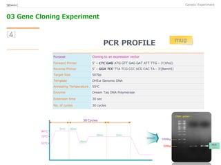 03 Gene Cloning Experiment
Genetic Experiment[BIO★KAY]
[4]
PCR PROFILE
Purpose Cloning to an expression vector
Forward Primer 5’ – CTC GAG ATG GTT GAG GAT ATT TTG – 3’(XhoI)
Reverse Primer 5’ – GGA TCC TTA TCG CCC ACG CAC TA - 3’(BamHI)
Target Size 507bp
Template DH5α Genomic DNA
Annealing Temperature 55oC
Enzyme Dream Taq DNA Polymerase
Extension time 30 sec
No. of cycles 30 cycles
「 mug 」
57oC
72oC
94oC
3min 30sec
30sec
30sec 5min
30 Cycles
1000bp
500bp
- DNA Ladder -
MUG
Size
「 result 」
 