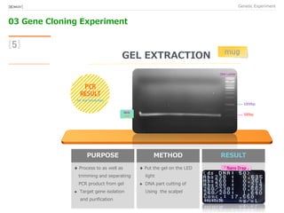 03 Gene Cloning Experiment
Genetic Experiment[BIO★KAY]
[5]
GEL EXTRACTION
「 mug 」
500bp
MUG
Size
1000bp
DNA Ladder
for Gel Extraction
PURPOSE
♦ Process to as well as
trimming and separating
PCR product from gel
 Target gene isolation
and purification
METHOD
♦ Put the gel on the LED
light
 DNA part cutting of
Using the scalpel
RESULT
「 」
 