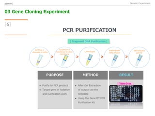 03 Gene Cloning Experiment
Genetic Experiment[BIO★KAY]
PURPOSE
 Purify for PCR product
 Target gene of isolation
and purification work
METHOD
 After Gel Extraction
of output use the
template
 Using the GeneJET PCR
Purification Kit
RESULT
[6]
PCR PURIFICATION
「 」
Centrifuged
Washed with
70% ethanol
DNA eleuted
with TE
Gel Slice is
dissolved in buffer
Suspension is
transferred to silica-
membrane
[ Fragment DNA Purification ]
 