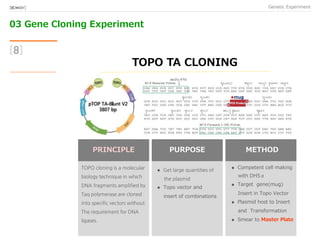 03 Gene Cloning Experiment
Genetic Experiment[BIO★KAY]
PRINCIPLE
TOPO cloning is a molecular
biology technique in which
DNA fragments amplified by
Taq polymerase are cloned
into specific vectors without
The requirement for DNA
ligases.
PURPOSE METHOD
[8]
TOPO TA CLONING
 Competent cell making
with DH5α
 Target gene(mug)
Insert in Topo Vector
 Plasmid host to Insert
and Transformation
 Smear to Master Plate
 Get large quantities of
the plasmid
 Topo vector and
insert of combinations
★mug
 