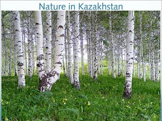 Nature in Kazakhstan
 