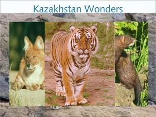 Kazakhstan Wonders
 