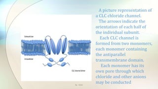 A picture representation of
a CLC chloride channel.
The arrows indicate the
orientation of each half of
the individual subunit.
Each CLC channel is
formed from two monomers,
each monomer containing
the antiparallel
transmembrane domain.
Each monomer has its
own pore through which
chloride and other anions
may be conductedBy : Mahi
 