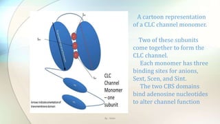 A cartoon representation
of a CLC channel monomer.
Two of these subunits
come together to form the
CLC channel.
Each monomer has three
binding sites for anions,
Sext, Scen, and Sint.
The two CBS domains
bind adenosine nucleotides
to alter channel function
By : Mahi
 