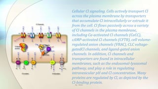 Cellular Cl signaling. Cells actively transport Cl
across the plasma membrane by transporters
that accumulate Cl intracellularly or extrude it
from the cell. Cl flows passively across a variety
of Cl channels in the plasma membrane,
including Ca-activated Cl channels (CaCC),
cAMP-activated Cl channels (CFTR), cell volume-
regulated anion channels (VRAC), CLC voltage-
gatedCl channels, and ligand-gated anion
channels. In addition, Cl channels and
transporters are found in intracellular
membranes, such as the endosomal-lysosomal
pathway, and play a role in regulating
intravesicular pH and Cl concentration. Many
proteins are regulated by Cl, as depicted by the
Cl-binding protein.By : Mahi
 