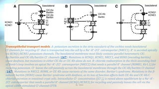 Transepithelial transport models. A: potassium secretion in the stria vascularis of the cochlea needs basolateral
Cl−channels for recycling Cl− that is transported into the cell by a Na+-K+-2Cl− cotransporter (NKCC1). K+ is secreted apically
via KCNQ1/KCNE1 potassium channels. The basolateral membrane most likely contains parallel heteromeric ClC-
Ka/barttin and ClC-Kb/barttin Cl− channels (147). Mutations in KCNQ1, KCNE1, NKCC1, and BSND (encoding barttin)
cause deafness, but mutations in either ClC-Ka or ClC-Kb alone do not. B: chloride reabsorption in the thick ascending limb
of Henle's loop involves an apical Na+-K+-2Cl− cotransporter (NKCC2) that needs a parallel K+ channel (ROMK1, Kir1.1) for
recycling potassium. Cl− leaves the cell passively across the basolateral membrane through the ClC-Kb/barttin Cl−channel
(147). Mutations in NKCC2, ROMK, or ClC-Kb cause variants of the same disorder, Bartter's syndrome. Mutations in the β-
subunit barttin (BSND) cause Bartter syndrome with deafness, as its loss of function affects both ClC-Ka and ClC-Kb.C:
chloride secretion in intestinal crypt cells. Intracellular Cl− concentration ([Cl−]i) is raised above equilibrium by a Na+-K+-
2Cl− cotransporter that needs a parallel K+ channel (KCNQ1/KCNE3) for recycling and passively leaves the cell via the
apical cAMP-stimulated Cl−channel CFTR. By : Mahi
 