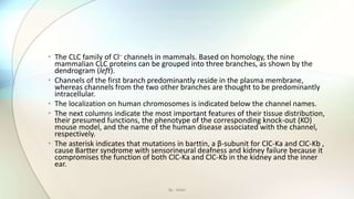 • The CLC family of Cl− channels in mammals. Based on homology, the nine
mammalian CLC proteins can be grouped into three branches, as shown by the
dendrogram (left).
• Channels of the first branch predominantly reside in the plasma membrane,
whereas channels from the two other branches are thought to be predominantly
intracellular.
• The localization on human chromosomes is indicated below the channel names.
• The next columns indicate the most important features of their tissue distribution,
their presumed functions, the phenotype of the corresponding knock-out (KO)
mouse model, and the name of the human disease associated with the channel,
respectively.
• The asterisk indicates that mutations in barttin, a β-subunit for ClC-Ka and ClC-Kb ,
cause Bartter syndrome with sensorineural deafness and kidney failure because it
compromises the function of both ClC-Ka and ClC-Kb in the kidney and the inner
ear.
By : Mahi
 