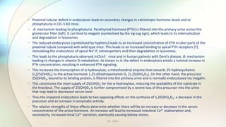 • Proximal tubular defect in endocytosis leads to secondary changes in calciotropic hormone levels and to
phosphaturia in ClC-5 KO mice.
• A: mechanism leading to phosphaturia. Parathyroid hormone (PTH) is filtered into the primary urine across the
glomerular filter (left). It can bind to megalin (symbolized by the zig-zag sign), which leads to its internalization
and degradation in lysosomes.
• The reduced endocytosis (symbolized by hyphens) leads to an increased concentration of PTH in later parts of the
proximal tubule compared with wild-type mice. This leads to an increased binding to apical PTH receptors (Y),
stimulating the endocytosis of apical Na+-Pi cotransporters and their degradation in lysosomes.
• This leads to the phosphaturia observed inClcn5 − mice and in human patients with Dent's disease. B: mechanism
leading to changes in vitamin D metabolism. As shown in A, the defect in endocytosis entails a luminal increase in
PTH concentration, resulting in enhanced PTH signaling.
• This increases the transcription of α-hydroxylase, a mitochondrial enzyme that converts 25-hydroxyvitamin
D3[25(OH)D3] to the active hormone 1,25-dihydroxyvitamin D3 [1,25(OH)2D3]. On the other hand, the precursor
25(OH)D3, bound to its binding protein, is filtered into the primary urine and is normally endocytosed via megalin.
• This constitutes the main supply of 25(OH)D3 for the α-hydroxylase, reducing the availability of the substrate in
the knockout. The supply of 25(OH)D3 is further compromised by a severe loss of this precursor into the urine
that may lead to decreased serum level.
• Thus the impaired endocytosis leads to two opposing effects on the synthesis of 1,25(OH)2D3: a decrease in the
precursor and an increase in enzymatic activity.
• The relative strengths of these effects determine whether there will be an increase or decrease in the serum
concentration of the active hormone. An increase will lead to increased intestinal Ca2+ reabsorption and,
secondarily, increased renal Ca2+ secretion, eventually causing kidney stones.
By : Mahi
 