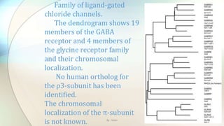 Family of ligand-gated
chloride channels.
The dendrogram shows 19
members of the GABA
receptor and 4 members of
the glycine receptor family
and their chromosomal
localization.
No human ortholog for
the ρ3-subunit has been
identified.
The chromosomal
localization of the π-subunit
is not known. By : Mahi
 