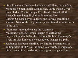  Small mammals include the rare Hispid Hare, Indian Gray
Mongoose, Small Indian Mongooses, Large Indian Civet ,
Small Indian Civets, Bengal Fox, Golden Jackal, Sloth
Bear, Chinese Pangolin,Indian Pangolins, Hog
Badger, Chinese Ferret Badgers, and Particolored flying
squirrels.Nine of the 14 primate species found in India occur
in the park.
 Prominent among them are the Assamese
Macaque, Capped, Golden Langur, as well as the
only ape found in India, the Hoolock Gibbon. Kaziranga's
rivers are also home to the endangered Ganges Dolphin.
 Kaziranga has been identified by Birdlife International as
an Important Bird Area.It is home to a variety of migratory
birds, water birds, predators, scavengers, and game birds.
 