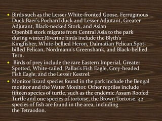  Birds such as the Lesser White-fronted Goose, Ferruginous
Duck,Baer's Pochard duck and Lesser Adjutant, Greater
Adjutant, Black-necked Stork, and Asian
Openbill stork migrate from Central Asia to the park
during winter.Riverine birds include the Blyth's
Kingfisher, White-bellied Heron, Dalmatian Pelican,Spot-
billed Pelican, Nordmann's Greenshank, and Black-bellied
Tern.
 Birds of prey include the rare Eastern Imperial, Greater
Spotted, White-tailed, Pallas's Fish Eagle, Grey-headed
Fish Eagle, and the Lesser Kestrel.
 Monitor lizard species found in the park include the Bengal
monitor and the Water Monitor. Other reptiles include
fifteen species of turtle, such as the endemic Assam Roofed
Turtle and one species of tortoise, the Brown Tortoise. 42
species of fish are found in the area, including
the Tetraodon.
 