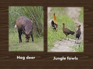 Hog deer Jungle fowls
 