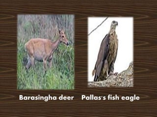 Pallas's fish eagle
Barasingha deer
 