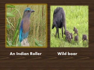 Wild boar
An Indian Roller
 