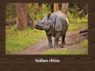 Indian rhino
 