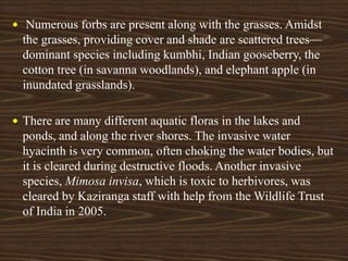  Numerous forbs are present along with the grasses. Amidst
the grasses, providing cover and shade are scattered trees—
dominant species including kumbhi, Indian gooseberry, the
cotton tree (in savanna woodlands), and elephant apple (in
inundated grasslands).
 There are many different aquatic floras in the lakes and
ponds, and along the river shores. The invasive water
hyacinth is very common, often choking the water bodies, but
it is cleared during destructive floods. Another invasive
species, Mimosa invisa, which is toxic to herbivores, was
cleared by Kaziranga staff with help from the Wildlife Trust
of India in 2005.
 
