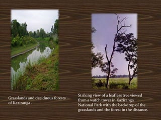 Grasslands and deciduous forests
of Kaziranga .
Striking view of a leafless tree viewed
from a watch tower in Kaziranga
National Park with the backdrop of the
grasslands and the forest in the distance.
 