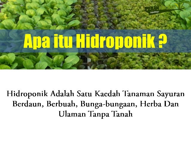 PEKAN HIDROPONIK VALLEY PEKAN HIDROPONIK VALLEY