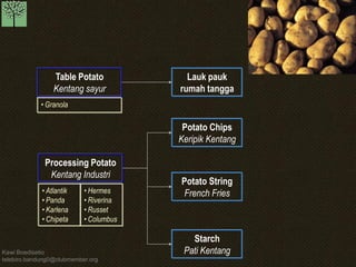 Kawi Boedisetio 
telebiro.bandung0@clubmember.org 
Table Potato 
Kentang sayur 
Processing Potato Kentang Industri 
Potato Chips Keripik Kentang 
Potato String French Fries 
Starch Pati Kentang 
•Atlantik 
•Panda 
•Karlena 
•Chipeta 
•Hermes 
•Riverina 
•Russet 
•Columbus 
•Granola 
Lauk pauk rumah tangga  