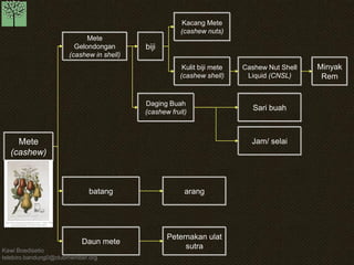 Kawi Boedisetio 
telebiro.bandung0@clubmember.org 
Mete 
(cashew) 
Mete 
Gelondongan 
(cashew in shell) 
Daging Buah 
(cashew fruit) 
Kacang Mete 
(cashew nuts) 
Kulit biji mete 
(cashew shell) 
Cashew Nut Shell 
Liquid (CNSL) 
Minyak 
Rem 
Sari buah 
Jam/ selai 
Daun mete 
Peternakan ulat 
sutra 
batang arang 
biji 
 