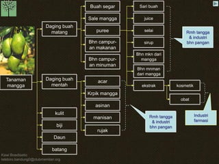 Kawi Boedisetio 
telebiro.bandung0@clubmember.org 
Tanaman 
mangga 
Daging buah 
mentah 
Daging buah 
matang 
Buah segar Sari buah 
juice 
selai 
Sale mangga 
kulit 
biji 
Daun 
batang 
puree 
Bhn campur-an 
makanan 
Bhn campur-an 
minuman 
sirup 
Bhn mkn dari 
mangga 
Bhn mnman 
dari mangga 
ekstrak 
acar 
Krpik mangga 
asinan 
manisan 
rujak 
kosmetik 
obat 
Rmh tangga 
& industri 
bhn pangan 
Industri 
farmasi 
Rmh tangga 
& industri 
bhn pangan 
 