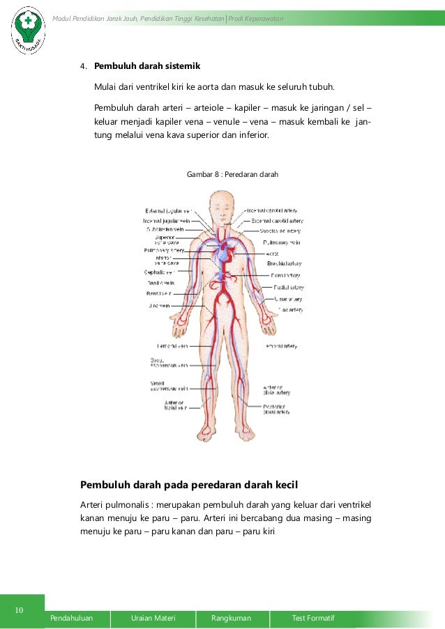 Anatomi Fisiologi Sistem Kardiovaskuler Limfe Peredaran Darah Dan P Anatomi Fisiologi Sistem Kardiovaskuler Limfe Peredaran Darah Dan P