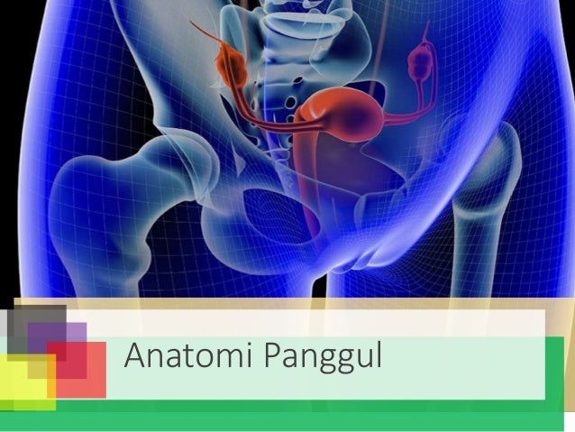 KB 1 Anatomi  dan Fisiologi Alat Reproduksi