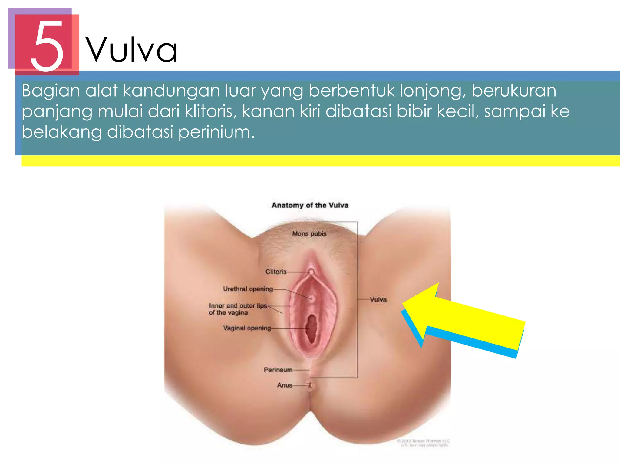 Gillian Anderson, Blowjob boyicha Kanada chempionati Askizdagi jinsiy aloqa