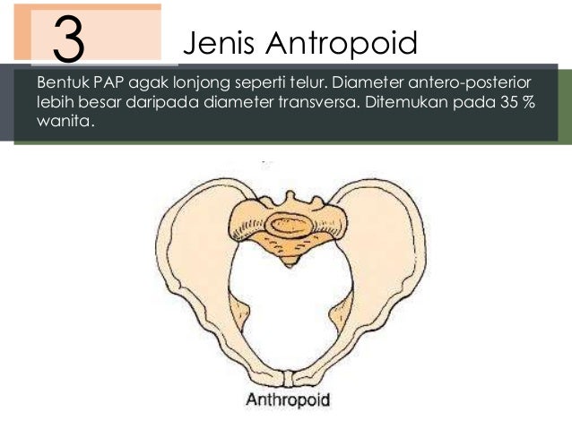 Anatomi dan fisiologi alat reproduksi