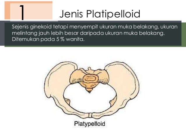 Anatomi dan fisiologi alat reproduksi