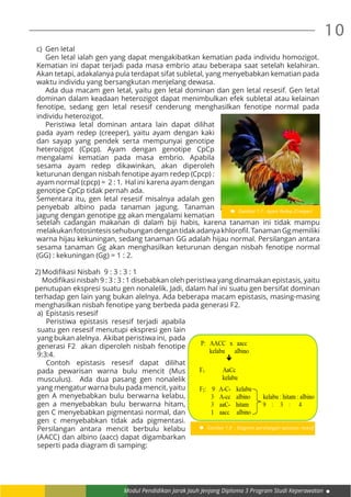 Modul Pendidikan Jarak Jauh Jenjang Diploma 3 Program Studi Keperawatan
10
c)	 Gen letal
	 Gen letal ialah gen yang dapat mengakibatkan kematian pada individu homozigot.
Kematian ini dapat terjadi pada masa embrio atau beberapa saat setelah kelahiran.
Akan tetapi, adakalanya pula terdapat sifat subletal, yang menyebabkan kematian pada
waktu individu yang bersangkutan menjelang dewasa.
	 Ada dua macam gen letal, yaitu gen letal dominan dan gen letal resesif. Gen letal
dominan dalam keadaan heterozigot dapat menimbulkan efek subletal atau kelainan
fenotipe, sedang gen letal resesif cenderung menghasilkan fenotipe normal pada
individu heterozigot.
	 Peristiwa letal dominan antara lain dapat dilihat
pada ayam redep (creeper), yaitu ayam dengan kaki
dan sayap yang pendek serta mempunyai genotipe
heterozigot (Cpcp). Ayam dengan genotipe CpCp
mengalami kematian pada masa embrio. Apabila
sesama ayam redep dikawinkan, akan diperoleh
keturunan dengan nisbah fenotipe ayam redep (Cpcp) :
ayam normal (cpcp) = 2 : 1. Hal ini karena ayam dengan
genotipe CpCp tidak pernah ada.
Sementara itu, gen letal resesif misalnya adalah gen
penyebab albino pada tanaman jagung. Tanaman
jagung dengan genotipe gg akan mengalami kematian
Gambar 1.7 : Ayam Redep (Creeper)
setelah cadangan makanan di dalam biji habis, karena tanaman ini tidak mampu
melakukanfotosintesissehubungandengantidakadanyakhlorofil.TanamanGgmemiliki
warna hijau kekuningan, sedang tanaman GG adalah hijau normal. Persilangan antara
sesama tanaman Gg akan menghasilkan keturunan dengan nisbah fenotipe normal
(GG) : kekuningan (Gg) = 1 : 2.
2)	Modifikasi Nisbah  9 : 3 : 3 : 1
	 Modifikasi nisbah 9 : 3 : 3 : 1 disebabkan oleh peristiwa yang dinamakan epistasis, yaitu
penutupan ekspresi suatu gen nonalelik. Jadi, dalam hal ini suatu gen bersifat dominan
terhadap gen lain yang bukan alelnya. Ada beberapa macam epistasis, masing-masing
menghasilkan nisbah fenotipe yang berbeda pada generasi F2.
a)	 Epistasis resesif
	 Peristiwa epistasis resesif terjadi apabila
suatu gen resesif menutupi ekspresi gen lain
yang bukan alelnya. Akibat peristiwa ini, pada
generasi F2 akan diperoleh nisbah fenotipe
9:3:4.
	 Contoh epistasis resesif dapat dilihat
pada pewarisan warna bulu mencit (Mus
musculus). Ada dua pasang gen nonalelik
yang mengatur warna bulu pada mencit, yaitu
gen A menyebabkan bulu berwarna kelabu,
gen a menyebabkan bulu berwarna hitam,
gen C menyebabkan pigmentasi normal, dan
gen c menyebabkan tidak ada pigmentasi.
Persilangan antara mencit berbulu kelabu
(AACC) dan albino (aacc) dapat digambarkan
seperti pada diagram di samping: 	
Gambar 1.8 : Diagram persilangan epistasis resesif
 