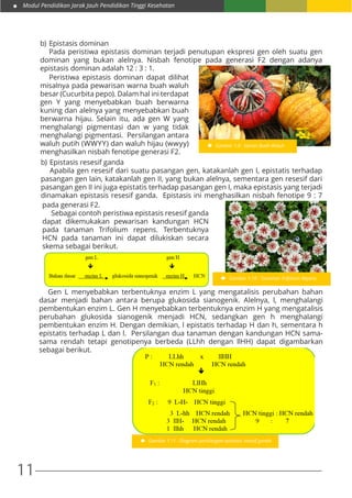 Modul Pendidikan Jarak Jauh Pendidikan Tinggi Kesehatan
11
b)	Epistasis dominan
	 Pada peristiwa epistasis dominan terjadi penutupan ekspresi gen oleh suatu gen
dominan yang bukan alelnya. Nisbah fenotipe pada generasi F2 dengan adanya
epistasis dominan adalah 12 : 3 : 1.
	 Peristiwa epistasis dominan dapat dilihat
misalnya pada pewarisan warna buah waluh
besar (Cucurbita pepo). Dalam hal ini terdapat
gen Y yang menyebabkan buah berwarna
kuning dan alelnya yang menyebabkan buah
berwarna hijau. Selain itu, ada gen W yang
menghalangi pigmentasi dan w yang tidak
menghalangi pigmentasi. Persilangan antara
waluh putih (WWYY) dan waluh hijau (wwyy)
menghasilkan nisbah fenotipe generasi F2.
Gambar 1.9 : Varian Buah Waluh
b)	Epistasis resesif ganda
	 Apabila gen resesif dari suatu pasangan gen, katakanlah gen I, epistatis terhadap
pasangan gen lain, katakanlah gen II, yang bukan alelnya, sementara gen resesif dari
pasangan gen II ini juga epistatis terhadap pasangan gen I, maka epistasis yang terjadi
dinamakan epistasis resesif ganda. Epistasis ini menghasilkan nisbah fenotipe 9 : 7
pada generasi F2.
	 Sebagai contoh peristiwa epistasis resesif ganda
dapat dikemukakan pewarisan kandungan HCN
pada tanaman Trifolium repens. Terbentuknya
HCN pada tanaman ini dapat dilukiskan secara
skema sebagai berikut.
Gambar 1.10 : Tanaman Trifolium Repens
	 Gen L menyebabkan terbentuknya enzim L yang mengatalisis perubahan bahan
dasar menjadi bahan antara berupa glukosida sianogenik. Alelnya, l, menghalangi
pembentukan enzim L. Gen H menyebabkan terbentuknya enzim H yang mengatalisis
perubahan glukosida sianogenik menjadi HCN, sedangkan gen h menghalangi
pembentukan enzim H. Dengan demikian, l epistatis terhadap H dan h, sementara h
epistatis terhadap L dan l. Persilangan dua tanaman dengan kandungan HCN sama-
sama rendah tetapi genotipenya berbeda (LLhh dengan llHH) dapat digambarkan
sebagai berikut.
Gambar 1.11 : Diagram persilangan epistasis resesif ganda
 