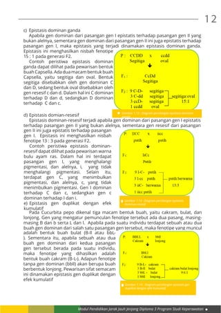 Modul Pendidikan Jarak Jauh Jenjang Diploma 3 Program Studi Keperawatan
12
c)	 Epistasis dominan ganda
	 Apabila gen dominan dari pasangan gen I epistatis terhadap pasangan gen II yang
bukan alelnya, sementara gen dominan dari pasangan gen II ini juga epistatis terhadap
pasangan gen I, maka epistasis yang terjadi dinamakan epistasis dominan ganda.
Epistasis ini menghasilkan nisbah fenotipe
15 : 1 pada generasi F2.
	 Contoh peristiwa epistasis dominan
ganda dapat dilihat pada pewarisan bentuk
buah Capsella. Ada dua macam bentuk buah
Capsella, yaitu segitiga dan oval. Bentuk
segitiga disebabkan oleh gen dominan C
dan D, sedang bentuk oval disebabkan oleh
gen resesif c dan d. Dalam hal ini C dominan
terhadap D dan d, sedangkan D dominan
terhadap C dan c.
d)	Epistasis domian-resesif
	 Epistasis dominan-resesif terjadi apabila gen dominan dari pasangan gen I epistatis
terhadap pasangan gen II yang bukan alelnya, sementara gen resesif dari pasangan
Gambar 1.13 : Diagram persilangan epistasis
dominan-resesif
Gambar 1.12 : Diagram persilangan epistasis dominan
ganda
gen II ini juga epistatis terhadap pasangan
gen I. Epistasis ini menghasilkan nisbah
fenotipe 13 : 3 pada generasi F2.
	 Contoh peristiwa epistasis dominan-
resesif dapat dilihat pada pewarisan warna
bulu ayam ras. Dalam hal ini terdapat
pasangan gen I, yang menghalangi
pigmentasi, dan alelnya, i, yang tidak
menghalangi pigmentasi. Selain itu,
terdapat gen C, yang menimbulkan
pigmentasi, dan alelnya, c, yang tidak
menimbulkan pigmentasi. Gen I dominan
terhadap C dan c, sedangkan gen c
dominan terhadap I dan i.
e)	Epistasis gen duplikat dengan efek
kumulatif
	 Pada Cucurbita pepo dikenal tiga macam bentuk buah, yaitu cakram, bulat, dan
lonjong. Gen yang mengatur pemunculan fenotipe tersebut ada dua pasang, masing-
masing B dan b serta L dan l. Apabila pada suatu individu terdapat sebuah atau dua
buah gen dominan dari salah satu pasangan gen tersebut, maka fenotipe yang muncul
Gambar 1.14 : Diagram persilangan epistasis gen
duplikat dengan efek kumulatif
adalah bentuk buah bulat (B-ll atau bbL-
). Sementara itu, apabila sebuah atau dua
buah gen dominan dari kedua pasangan
gen tersebut berada pada suatu individu,
maka fenotipe yang dihasilkan adalah
bentuk buah cakram (B-L-). Adapun fenotipe
tanpa gen dominan (bbll) akan berupa buah
berbentuk lonjong. Pewarisan sifat semacam
ini dinamakan epistasis gen duplikat dengan
efek kumulatif
 
