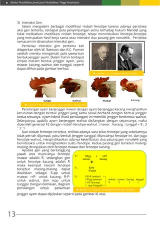 Modul Pendidikan Jarak Jauh Pendidikan Tinggi Kesehatan
13
3)	 Interaksi Gen
	 Selain mengalami berbagai modifikasi nisbah fenotipe karena adanya peristiwa
aksi gen tertentu, terdapat pula penyimpangan semu terhadap hukum Mendel yang
tidak melibatkan modifikasi nisbah fenotipe, tetapi menimbulkan fenotipe-fenotipe
yang merupakan hasil kerja sama atau interaksi dua pasang gen nonalelik. Peristiwa
semacam ini dinamakan interaksi gen.
Gambar 1.15 : W. Bateson dan R.C. Punnet
	 Peristiwa interaksi gen pertama kali
dilaporkan oleh W. Bateson dan R.C. Punnet
setelah mereka mengamati pola pewarisan
bentuk jengger ayam. Dalam hal ini terdapat
empat macam bentuk jengger ayam, yaitu
mawar, kacang, walnut, dan tunggal, seperti
dapat dilihat pada gambar berikut:
walnuttungal kacangmawar
Gambar 1.16 : Bentuk jengger ayam dari galur yang berbeda
	 Persilangan ayam berjengger mawar dengan ayam berjengger kacang menghasilkan
keturunan dengan bentuk jengger yang sama sekali berbeda dengan bentuk jengger
kedua tetuanya. Ayam hibrid (hasil persilangan) ini memiliki jengger berbentuk walnut.
Selanjutnya, apabila ayam berjengger walnut disilangkan dengan sesamanya, maka
diperoleh generasi F2 dengan nisbah fenotipe walnut : mawar : kacang : tunggal = 9 : 3
: 3 : 1.
	 Dari nisbah fenotipe tersebut, terlihat adanya satu kelas fenotipe yang sebelumnya
tidak pernah dijumpai, yaitu bentuk jengger tunggal. Munculnya fenotipe ini, dan juga
fenotipe walnut, mengindikasikan adanya keterlibatan dua pasang gen nonalelik yang
berinteraksi untuk menghasilkan suatu fenotipe. Kedua pasang gen tersebut masing-
masing ditunjukkan oleh fenotipe mawar dan fenotipe kacang.
gambar 1.17: Diagram persilangan interaksi gen nonalelik
	 Apabila gen yang bertanggung
jawab atas munculnya fenotipe
mawar adalah R, sedangkan gen
untuk fenotipe kacang adalah P,
maka keempat macam fenotipe
tersebut masing-masing dapat
dituliskan sebagai R-pp untuk
mawar, rrP- untuk kacang, R-P-
untuk walnut, dan rrpp untuk
tunggal. Dengan demikian, diagram
persilangan untuk pewarisan
jengger ayam dapat dijelaskan seperti pada gambar di atas.
 