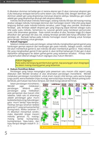 Modul Pendidikan Jarak Jauh Pendidikan Tinggi Kesehatan
5
D dikatakan dominan terhadap gen d, karena ekpresi gen D akan menutupi ekspresi gen
d jika keduanya terdapat bersama-sama dalam satu individu (Dd). Dengan demikian, gen
dominan adalah gen yang ekspresinya menutupi ekspresi alelnya. Sebaliknya, gen resesif
adalah gen yang ekspresinya ditutupi oleh ekspresi alelnya.
	 Individu Dd dinamakan individu heterozigot, sedang individu DD dan dd masing-masing
disebut sebagai individu homozigot dominan dan homozigot resesif. Sifat-sifat yang dapat
langsung diamati pada individu-individu tersebut, yakni tinggi atau pendek, dinamakan
fenotipe. Jadi, fenotipe adalah ekspresi gen yang langsung dapat diamati sebagai suatu
sifat pada suatu individu. Sementara itu, susunan genetik yang mendasari pemunculan
suatu sifat dinamakan genotipe. Pada contoh tersebut di atas, fenotipe tinggi (D-) dapat
dihasilkan dari genotipe DD atau Dd, sedang fenotipe pendek (dd) hanya dihasilkan dari
genotipe dd. Nampak bahwa pada individu homozigot resesif, lambang untuk fenotipe
sama dengan lambang untuk genotipe.
3.	 Hukum Segregasi
	 Sebelum melakukan suatu persilangan, setiap individu menghasilkan gamet-gamet yang
kandungan gennya separuh dari kandungan gen pada individu. Sebagai contoh, individu
DD akan membentuk gamet D, dan individu dd akan membentuk gamet d. Pada individu
Dd, yang menghasilkan gamet D dan gamet d, akan terlihat bahwa gen D dan gen d akan
dipisahkan (disegregasi) ke dalam gamet-gamet yang terbentuk tersebut. Prinsip inilah
yang kemudian dikenal sebagai hukum segregasi atau hukum Mendel I.
Hukum Segregasi :
Pada waktu berlangsung pembentukan gamet, tiap pasang gen akan disegregasi
ke dalam masing-masing gamet yang terbentuk.
4.	 Hukum Pemilihan Bebas
	 Persilangan yang hanya menyangkut pola pewarisan satu macam sifat seperti yang
dilakukan oleh Mendel tersebut di atas dinamakan persilangan monohibrid. Mendel
melakukan persilangan monohibrid untuk enam macam sifat lainnya, yaitu warna bunga
(ungu-putih), warna kotiledon (hijau-kuning), warna biji (hijau-kuning), bentuk polong (rata-
berlekuk), permukaan biji (halus-keriput), dan letak bunga (aksial-terminal).
Gambar 1.2 : Sifat Kacang Ercis dalam Percobaan Mendel
	 Selain persilangan monohibrid,
Mendel juga melakukan
persilangan dihibrid, yaitu
persilangan yang melibatkan
pola perwarisan dua macam sifat
seketika. Salah satu di antaranya
adalah persilangan galur murni
kedelaiberbijikuning-halusdengan
galur murni berbiji hijau-keriput.
Hasilnya berupa tanaman kedelai
generasi F1 yang semuanya berbiji
kuning-halus. Ketika tanaman F1
ini dibiarkan menyerbuk sendiri,
maka diperoleh empat macam
individu generasi F2, masing-
masing berbiji kuning-halus,
kuning-keriput, hijau-halus, dan
hijau-keriput dengan nisbah 9 : 3 :
3 : 1.
 