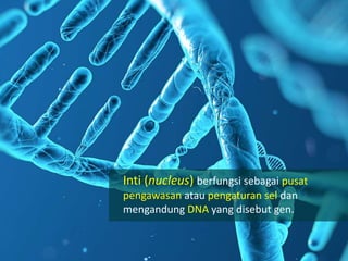 Inti (nucleus) berfungsi sebagai pusat
pengawasan atau pengaturan sel dan
mengandung DNA yang disebut gen.
 