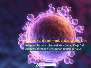 Adaptasi sel dibagi menjadi dua, antara lain:
Adaptasi Terhadap Peningkatan Beban Kerja Sel
Adaptasi Terhadap Penurunan Beban Kerja Sel
 